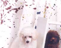 miniature poodles